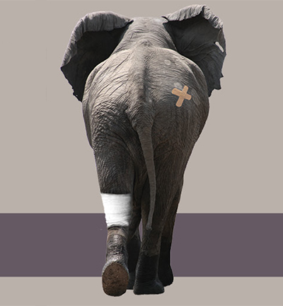 Acute wound care elephant